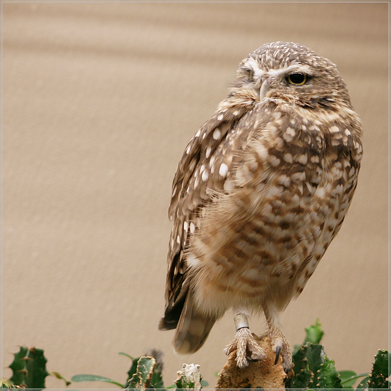 Smithsonian National Zoological Garden 2