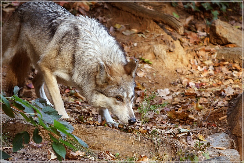 Smithsonian National Zoological Garden
