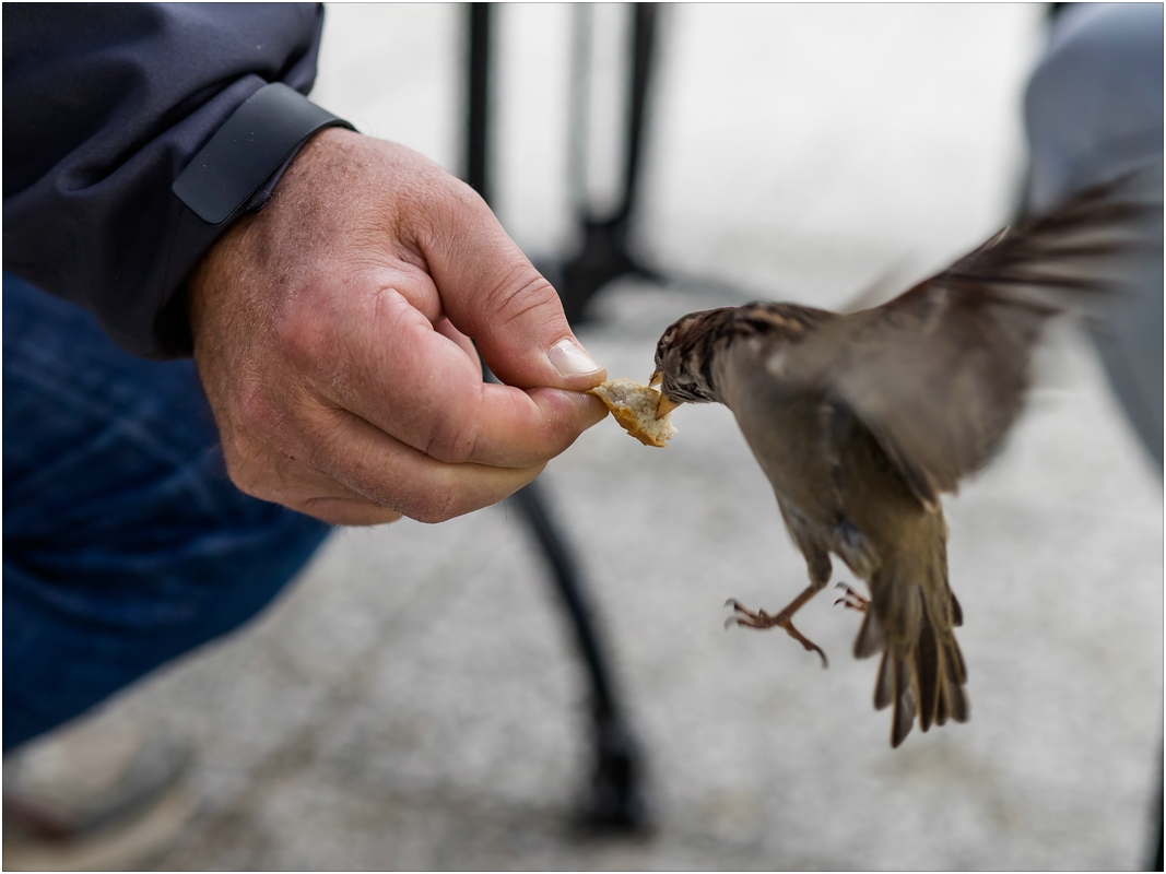 Füttern in Kühlungsborn