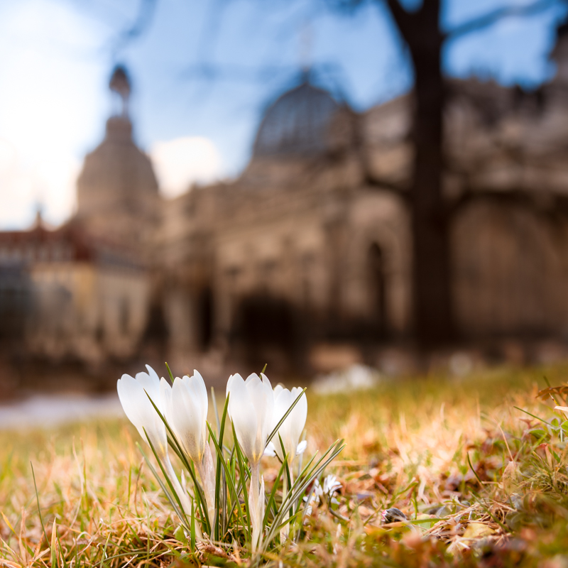 Frühling in Dresden