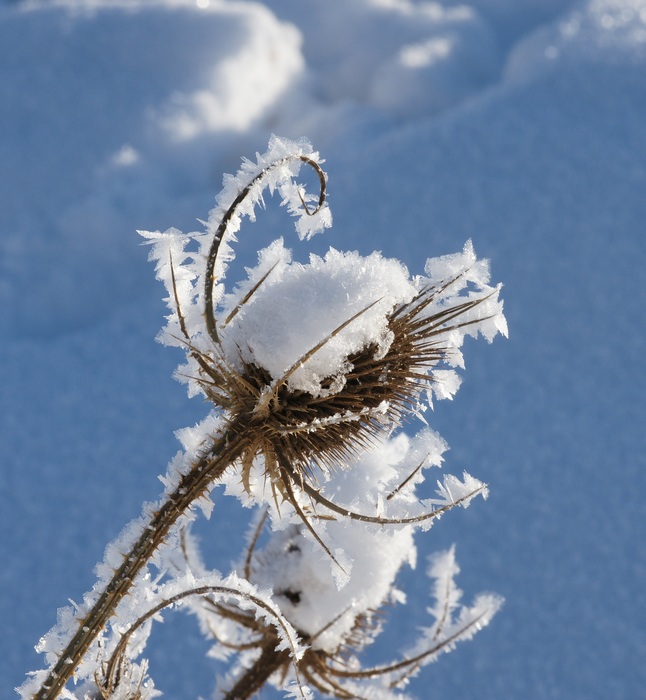 Distel im Rauhreif