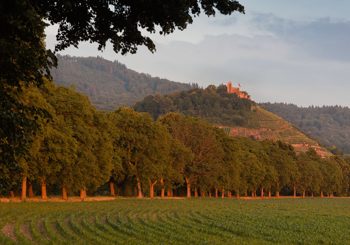 Burg Staufen im Abendlicht