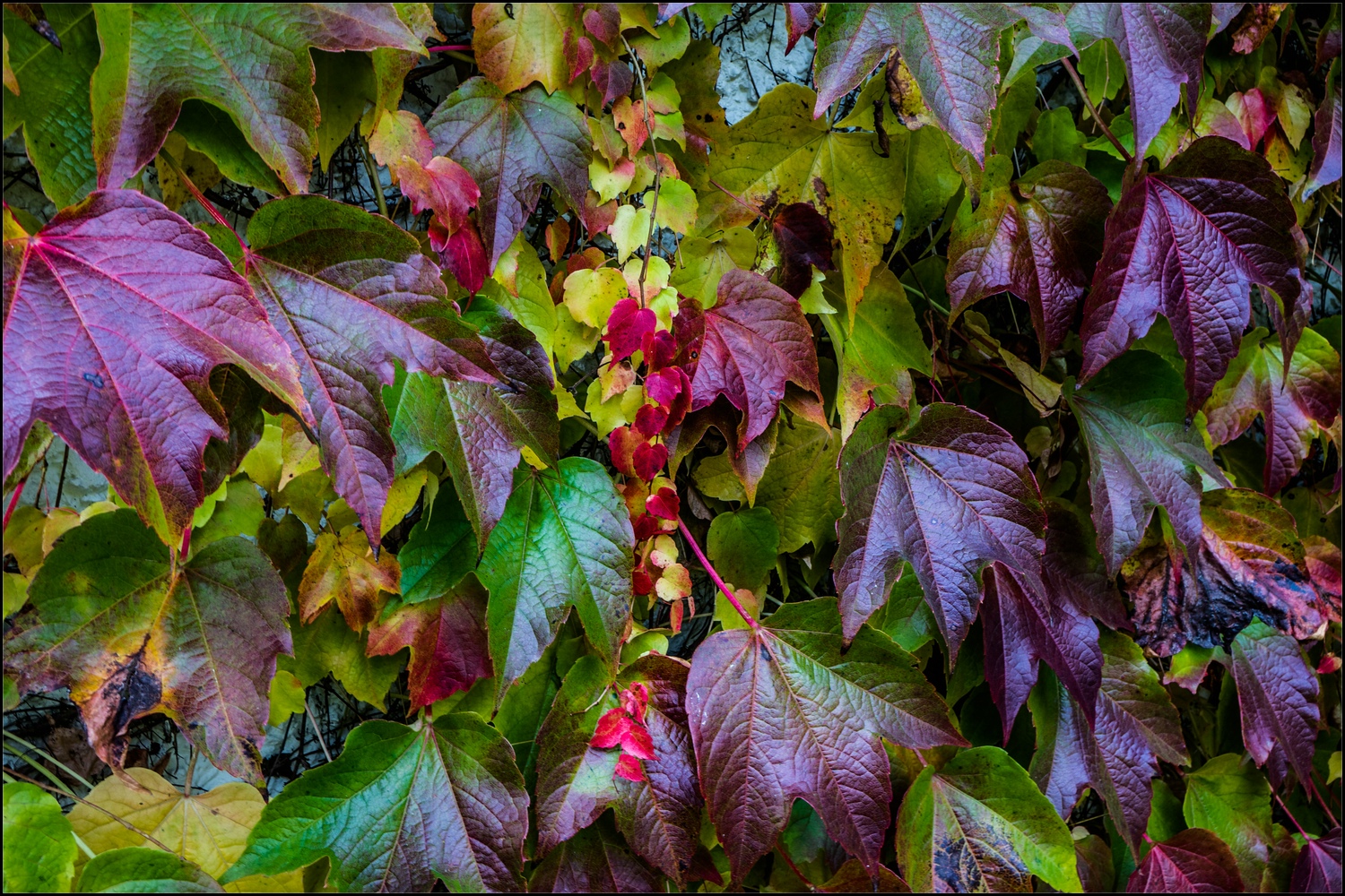 herbstlicher Weinlaub an der Garage