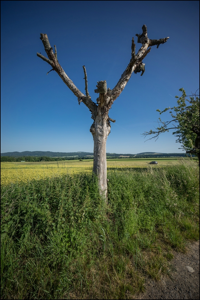 Liebethaler Grund und Graupa
