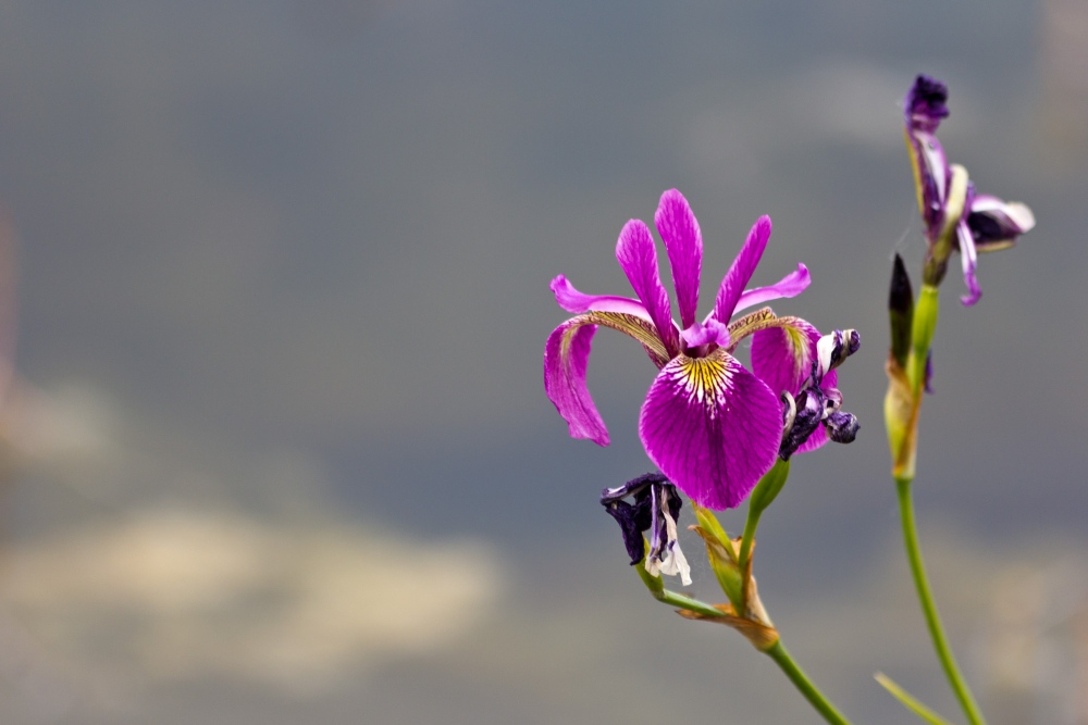 Lausitzer Findlingspark Nochten [9]