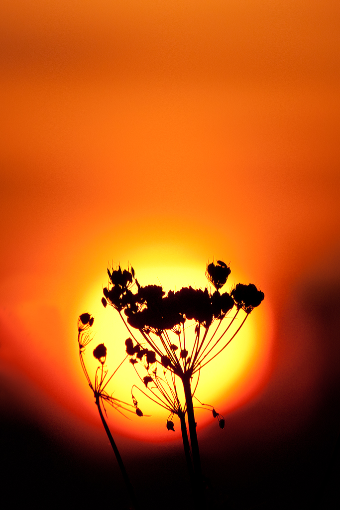 Sonnenaufgang hochkant.