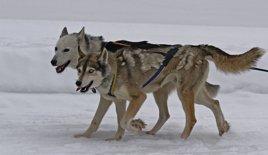 Renngespann im Einsatz