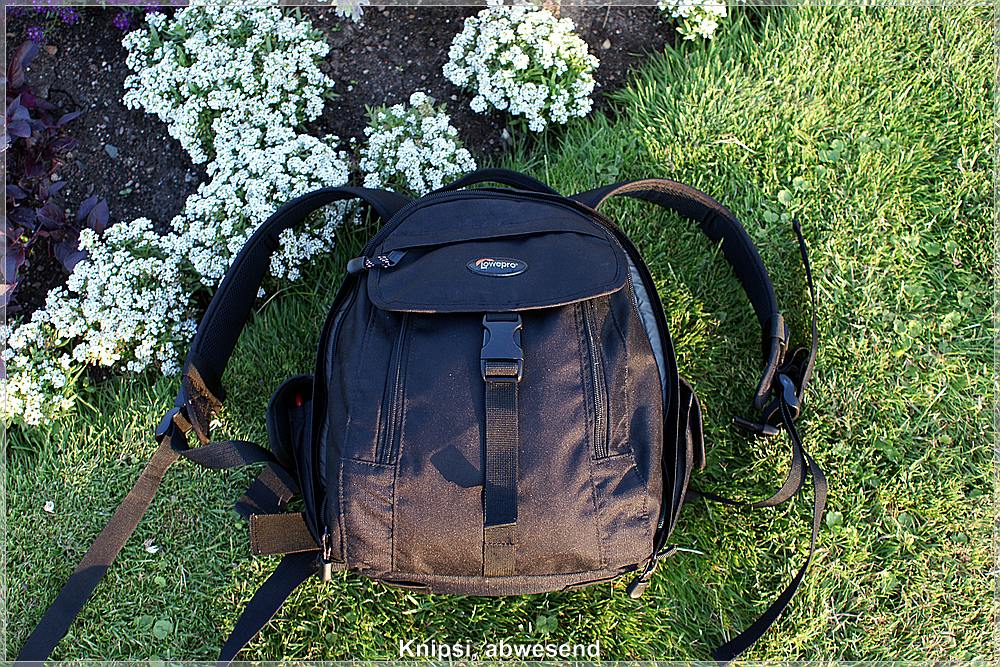 Knipsi im Hintergrund