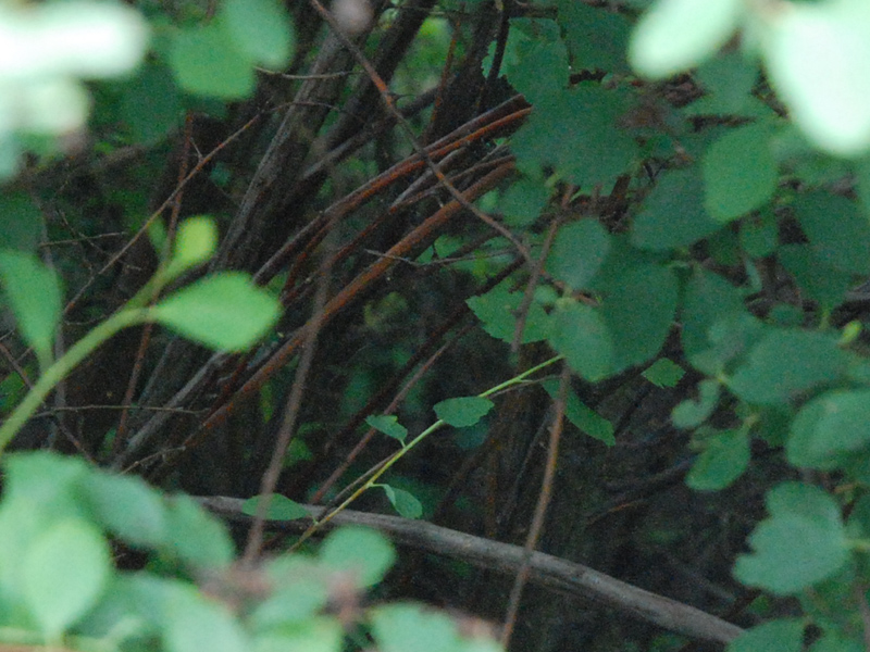 D80 ISO 1600 - Teil 2