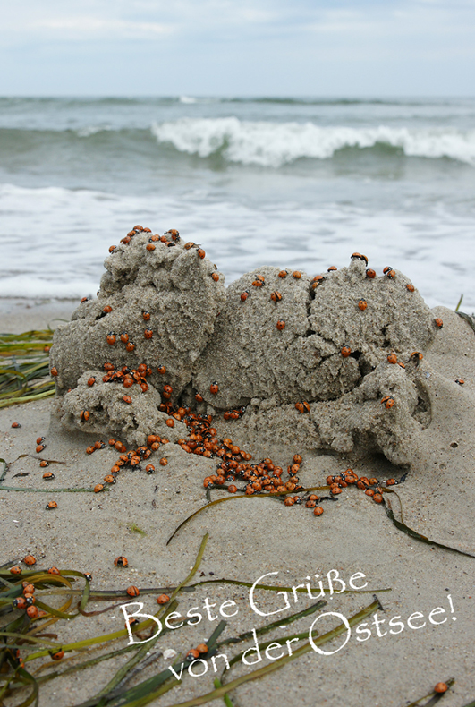 Beste Grüße von der Ostsee!
