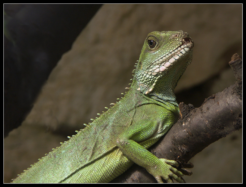 Wasseragame - Daniels Version