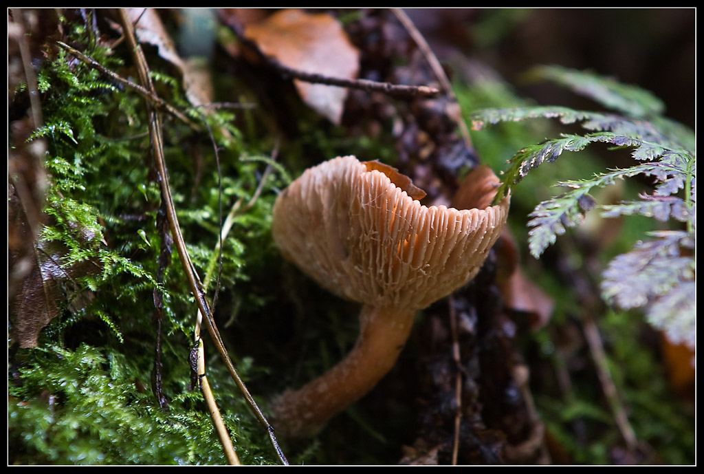 die Farben des Waldes