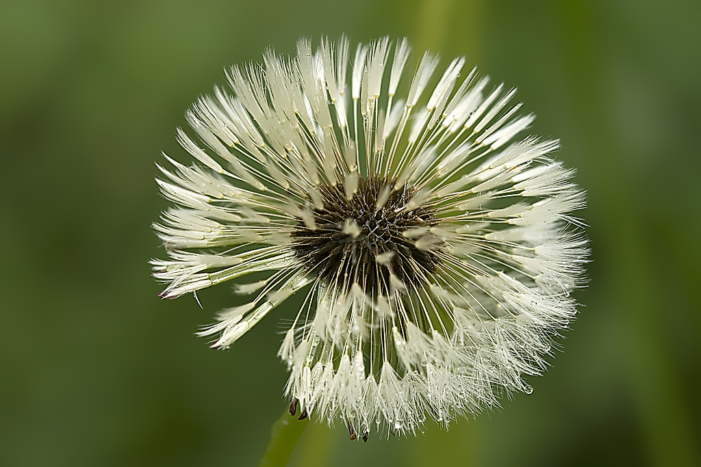 Pusteblume nass