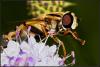 Schwebfliege