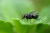 Die Fliege