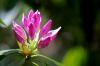Rhododendron 3