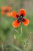 Mohn 2