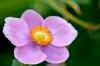 Herbst-Anemone (Anemone hupehensis)
