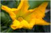 Zucchiniblüte