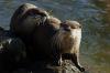 Frische Otternasen...