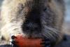 Nutria I
