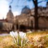 Frühling in Dresden