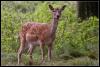 im Wald im Wald