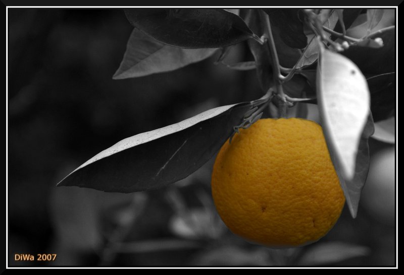 Apfelsiene.jpg