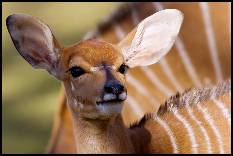 Antilope.jpg