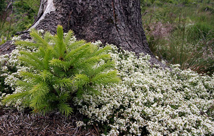 02_kleiner Baum am Wegesrand