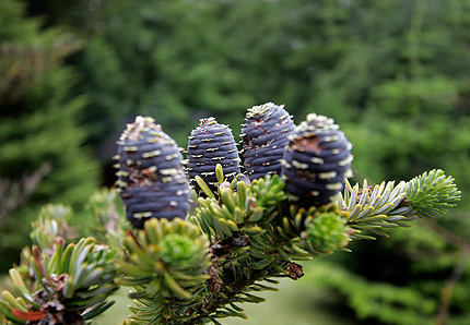 04_Vogtland Blauzapf