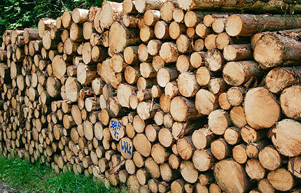 viel Holz, nicht vor der Hütte...sondern am Wegesrand