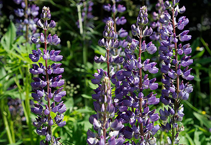 Lupinen am Wegesrand