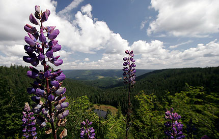 im Baiersbronner Wanderhimmel