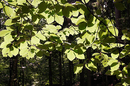 07_Wald 07_Wald
