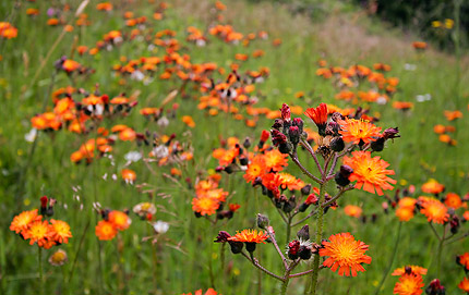 vogtländische Blumenwiese