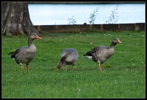 Gans konzentriert...