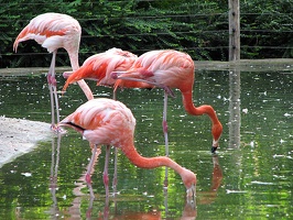 Flamingos