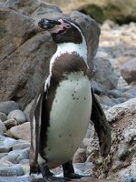 Pinguin