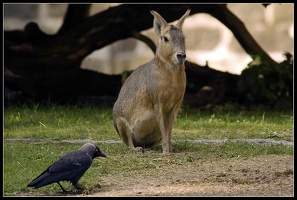 Pampahase mit Vogel