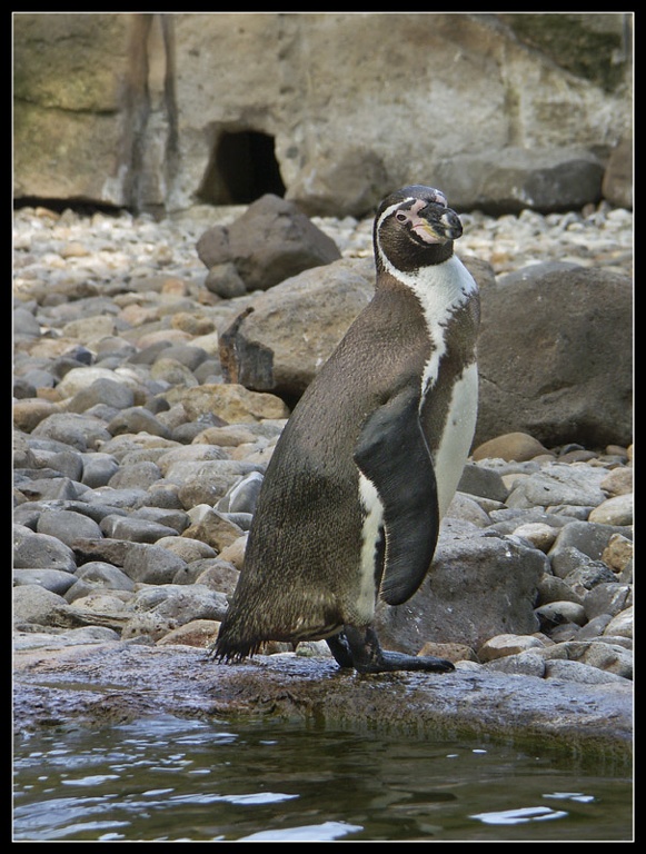 Pinguinzz.jpg