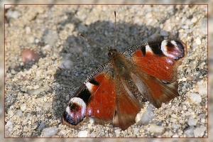 Schmetterling