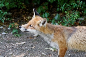 Fuchs