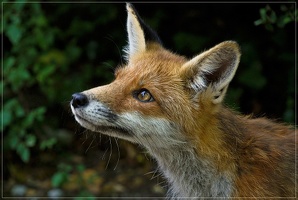 Der Potsdamer Parkfuchs