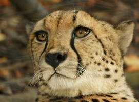 Gepard