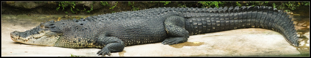Max, das große Krokodil