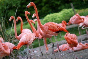 Pink Flamingo