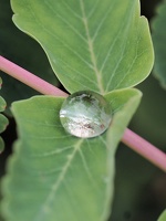 Blatt mit Regentropfen