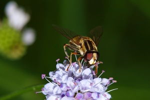 Scharfer Flügelansatz