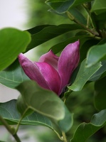 Magnolie